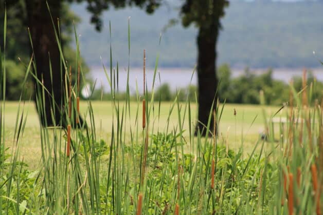 Long grass from a golf hazard
